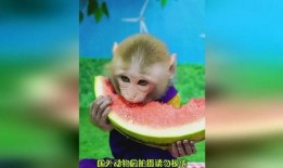 小崔猴子吃瓜视频下载免费,免费下载，揭秘娱乐圈幕后故事